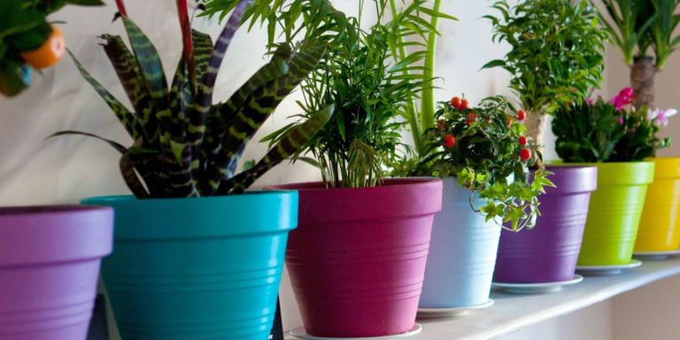 landscape-1435851982-houseplant-says-about-you-index